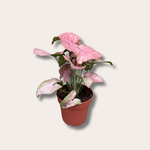 Syngonium podophyllum