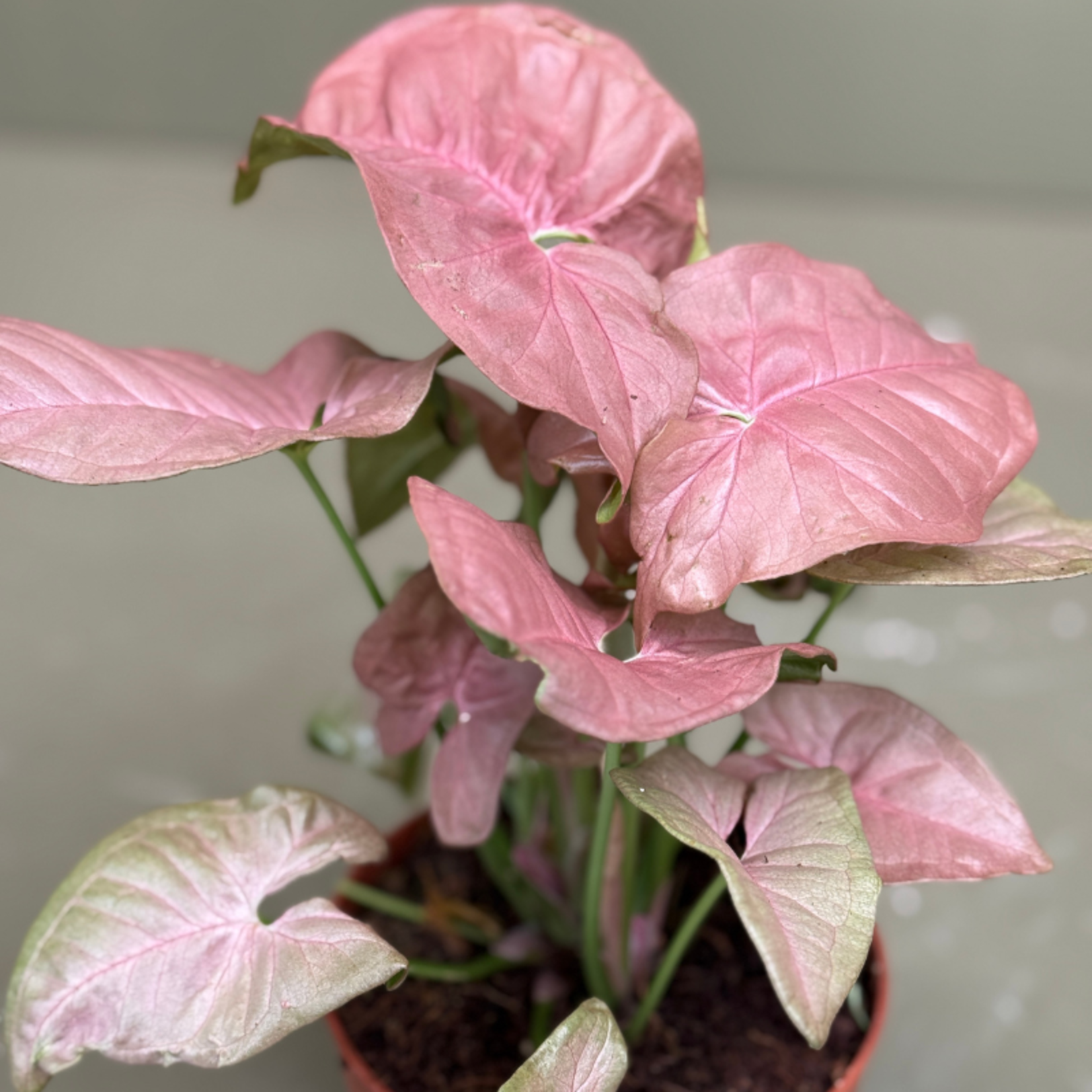 Syngonium podophyllum