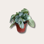 Peperomia argyreia (Watermeloen)