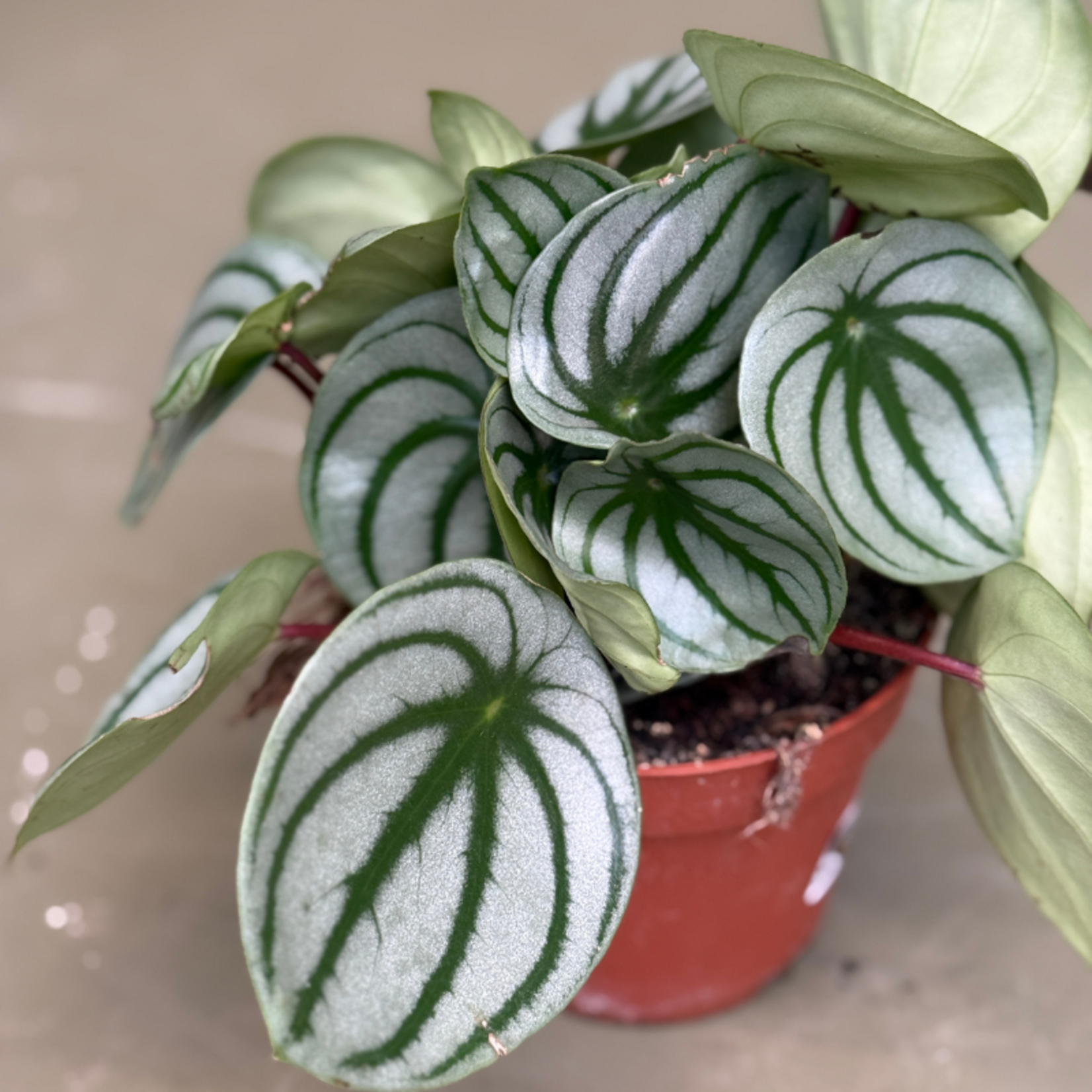 Peperomia argyreia (Watermeloen)