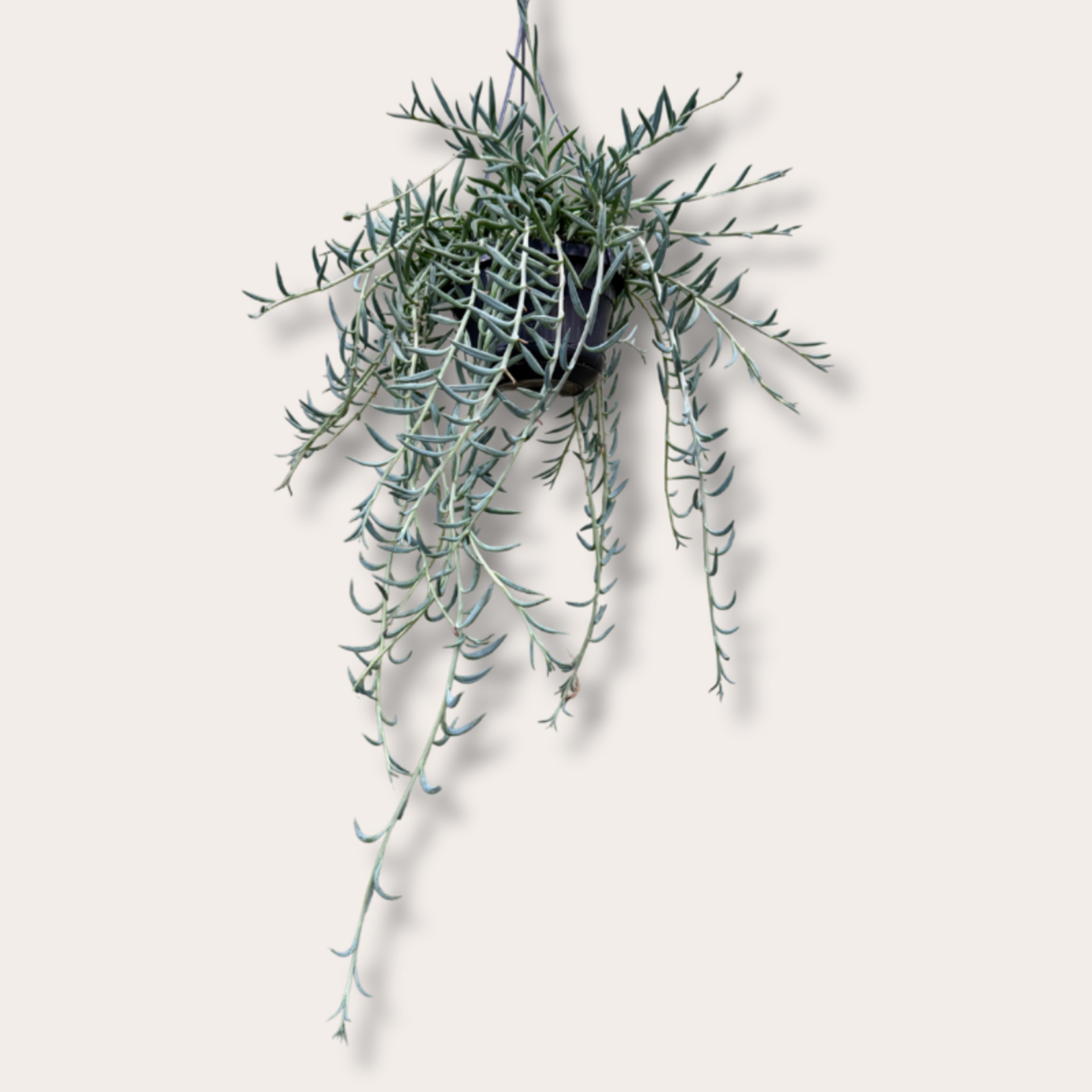 Senecio - Radicans