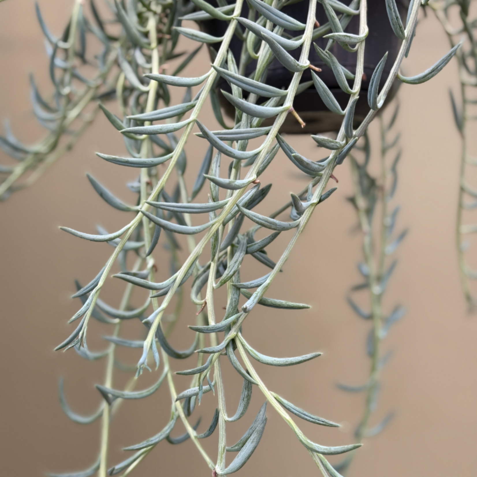 Senecio - Radicans