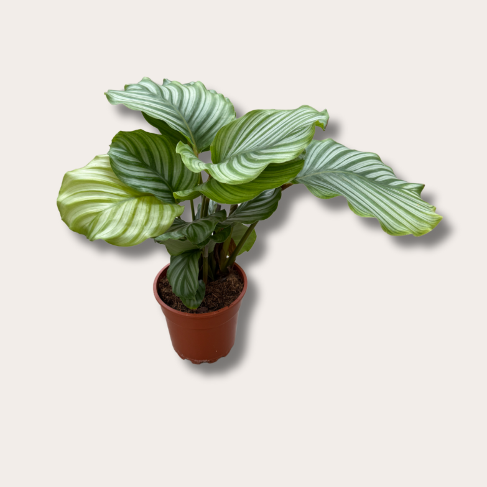 Calathea - Orbifolia
