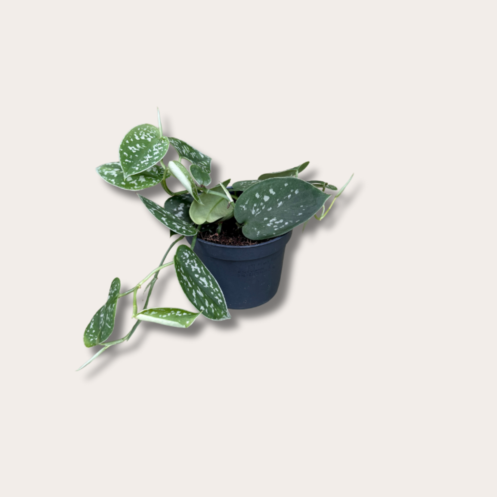 Scindapsus pictus - S