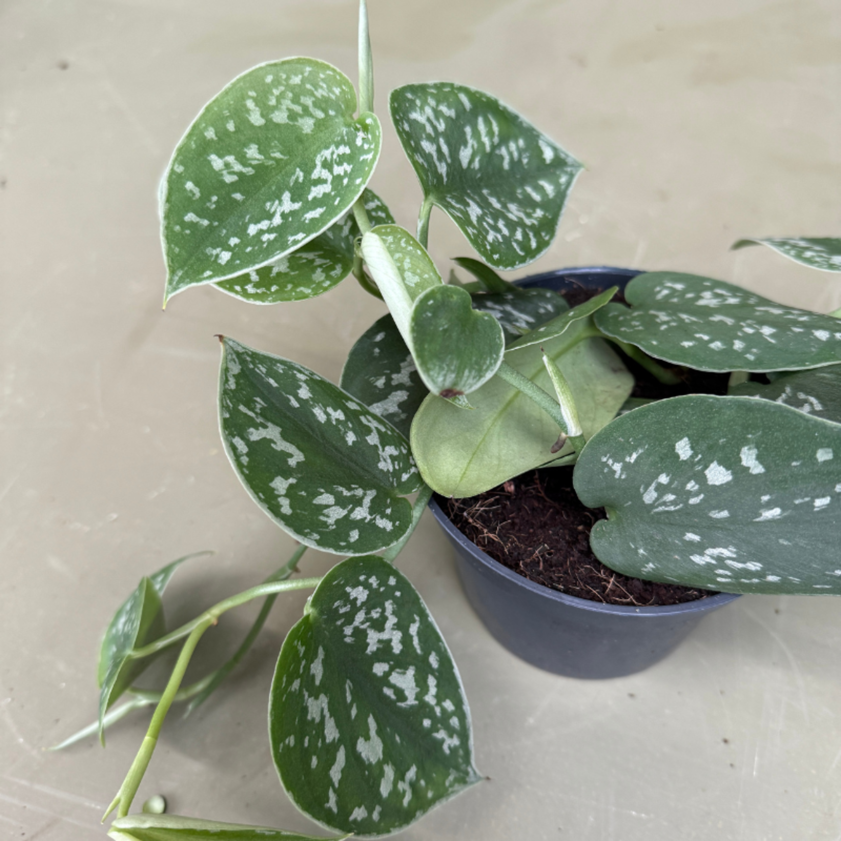 Scindapsus pictus - S