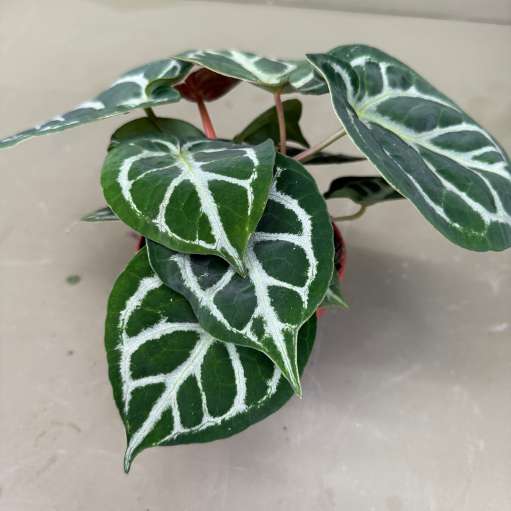 Anthurium silver blush