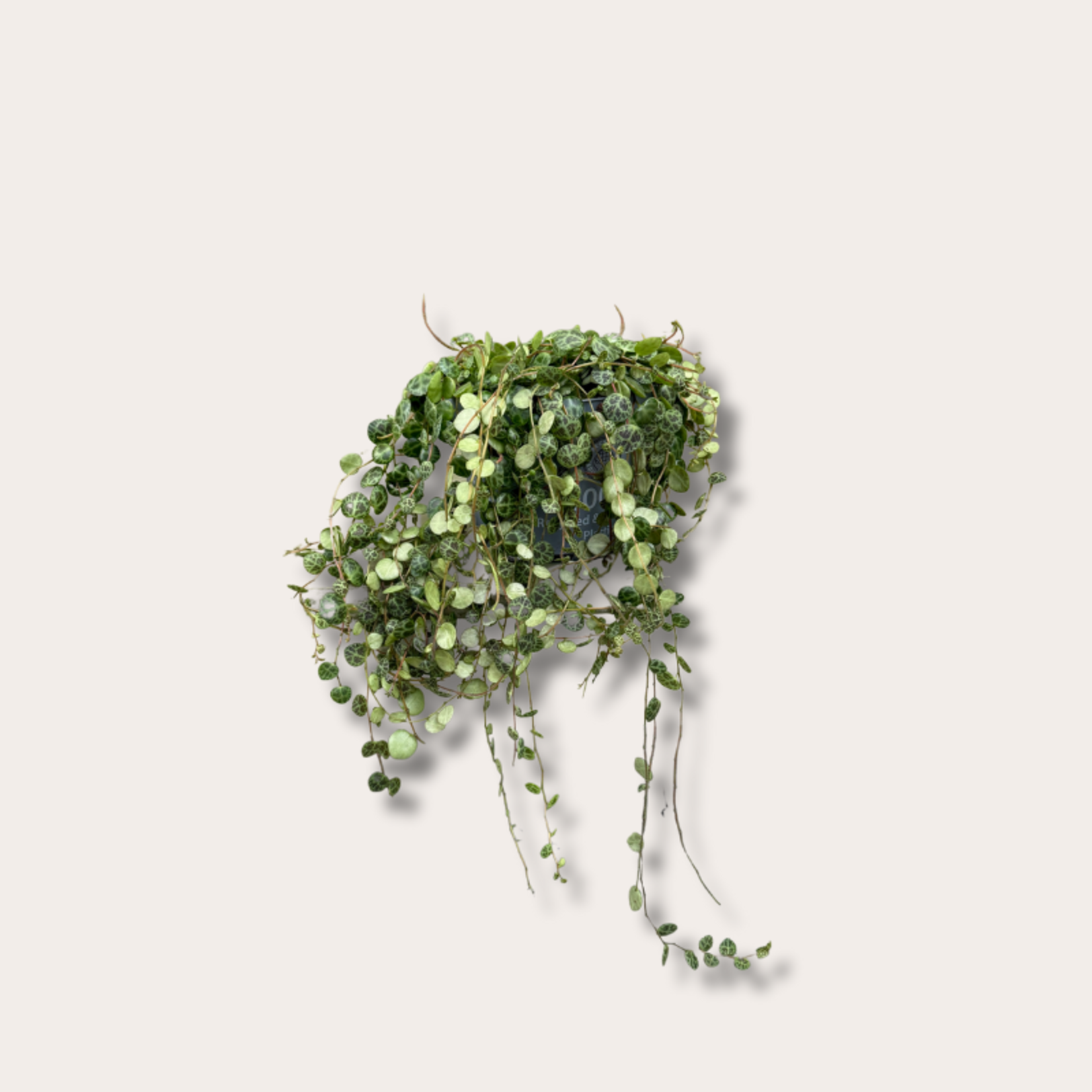 Peperomia prostrata
