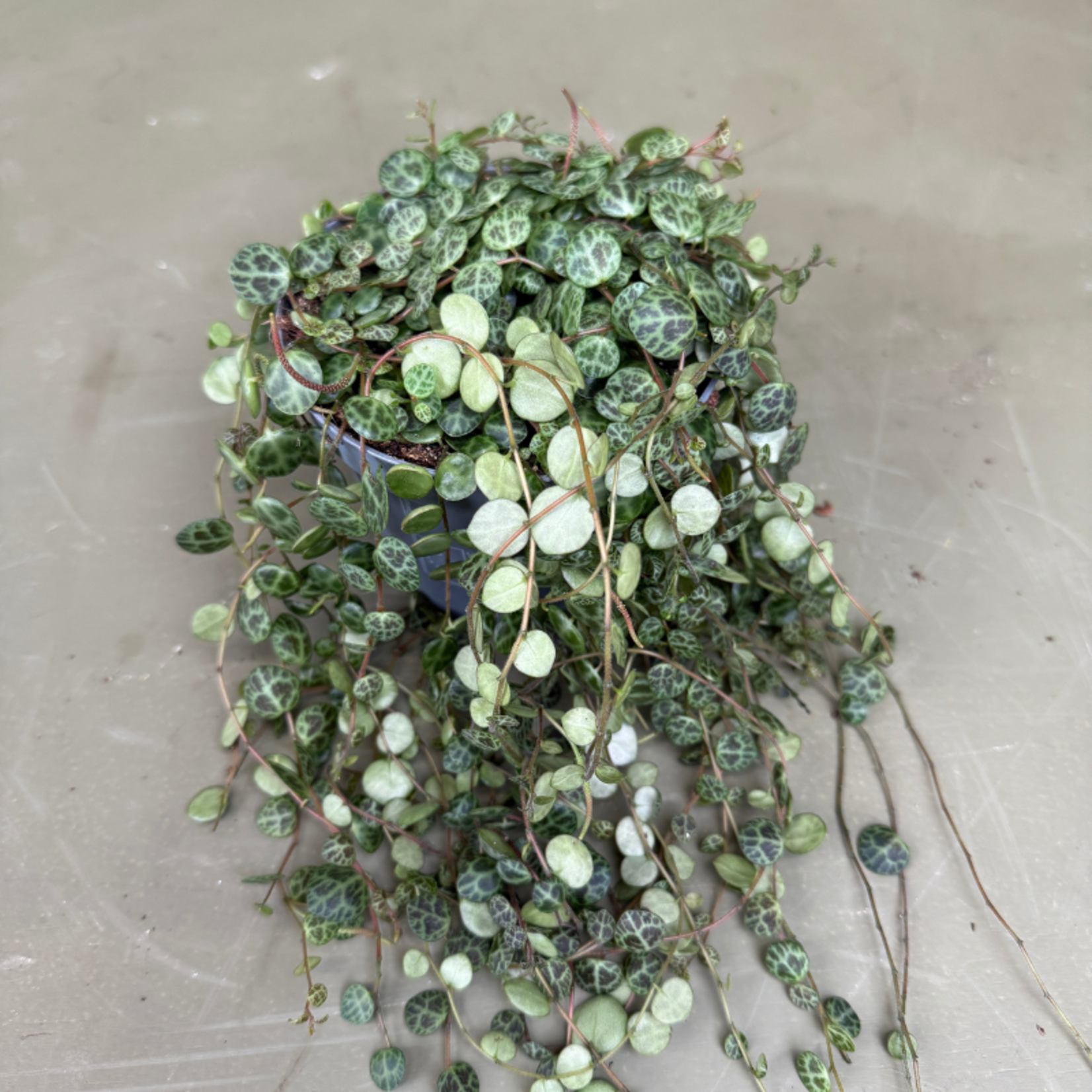 Peperomia prostrata