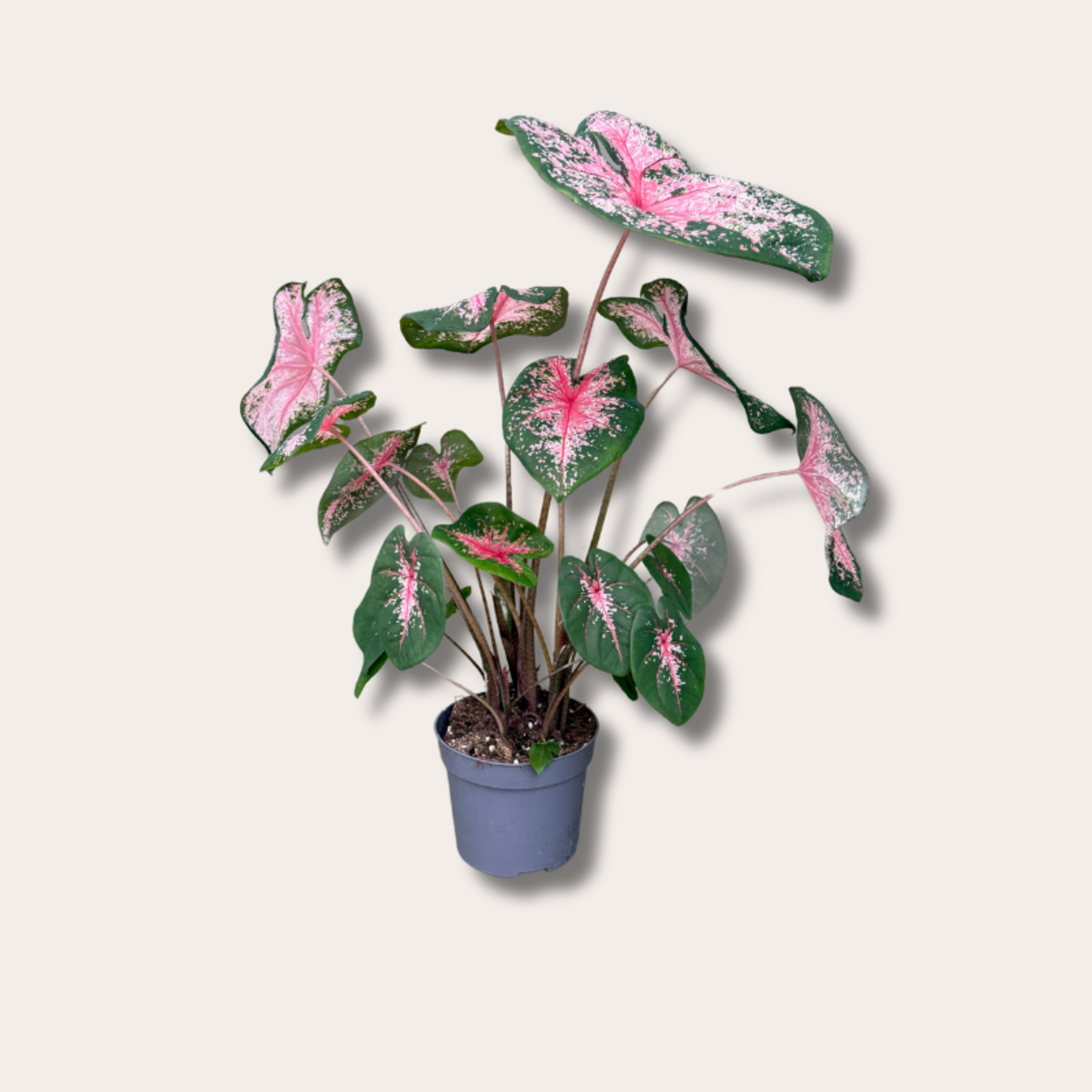 Caladium "Pink Beauty"