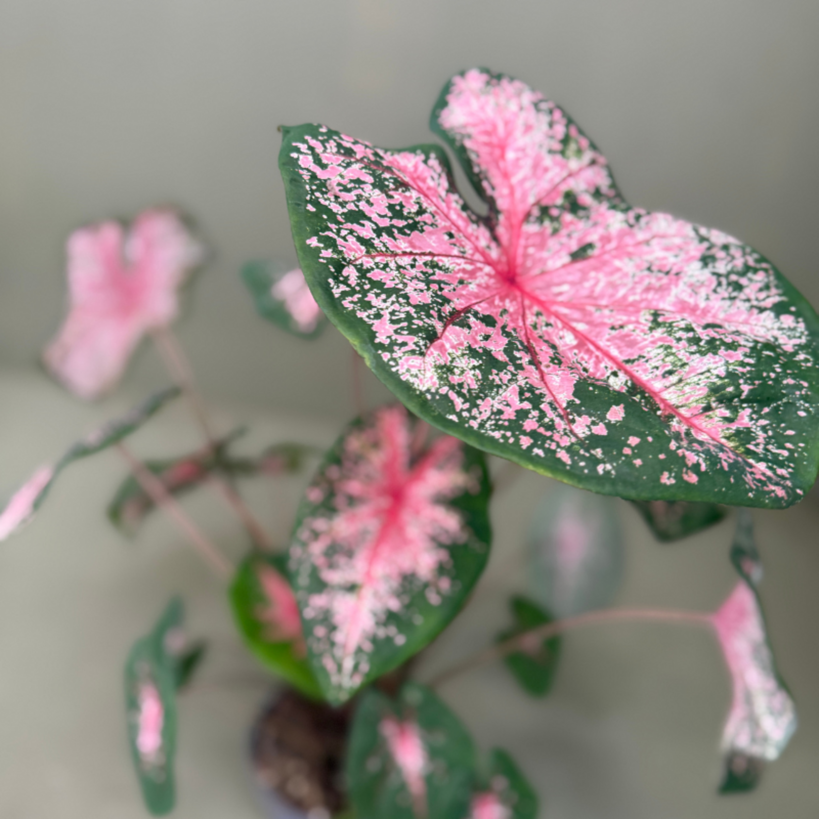 Caladium "Pink Beauty"
