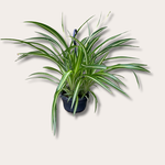Chlorophytum variegatum