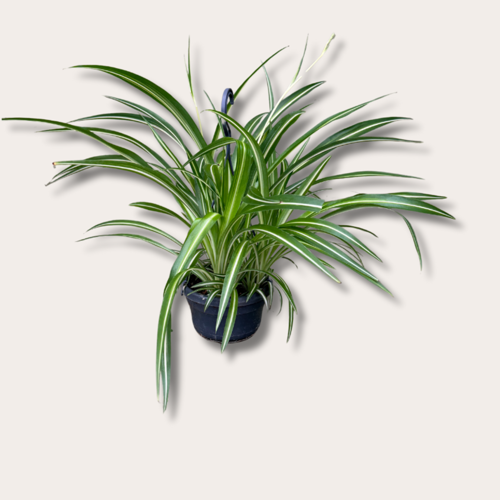 Chlorophytum variegatum