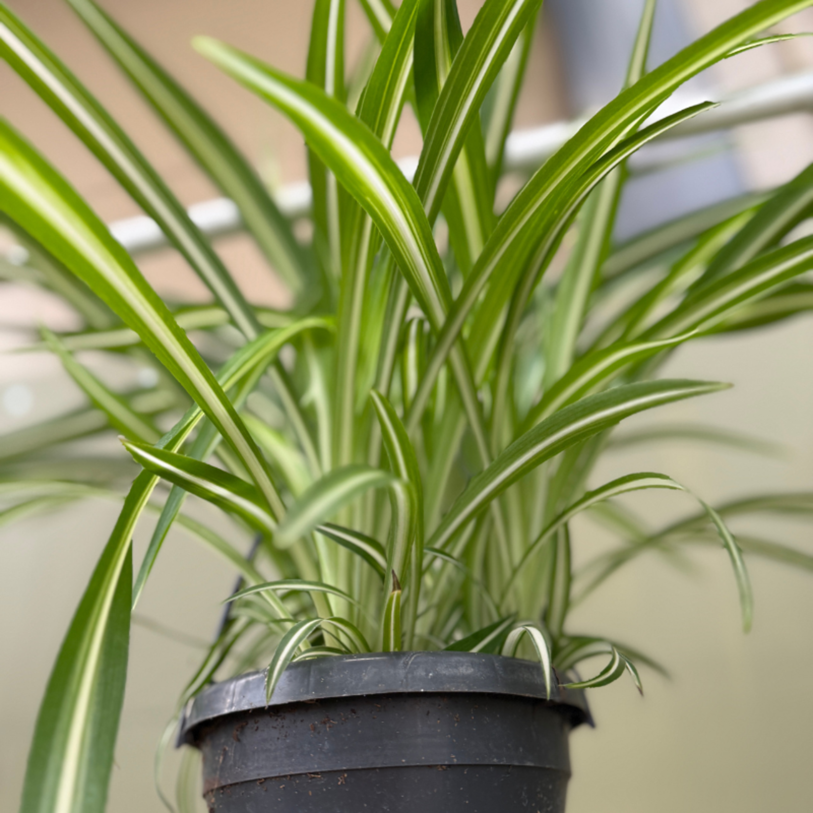 Chlorophytum variegatum