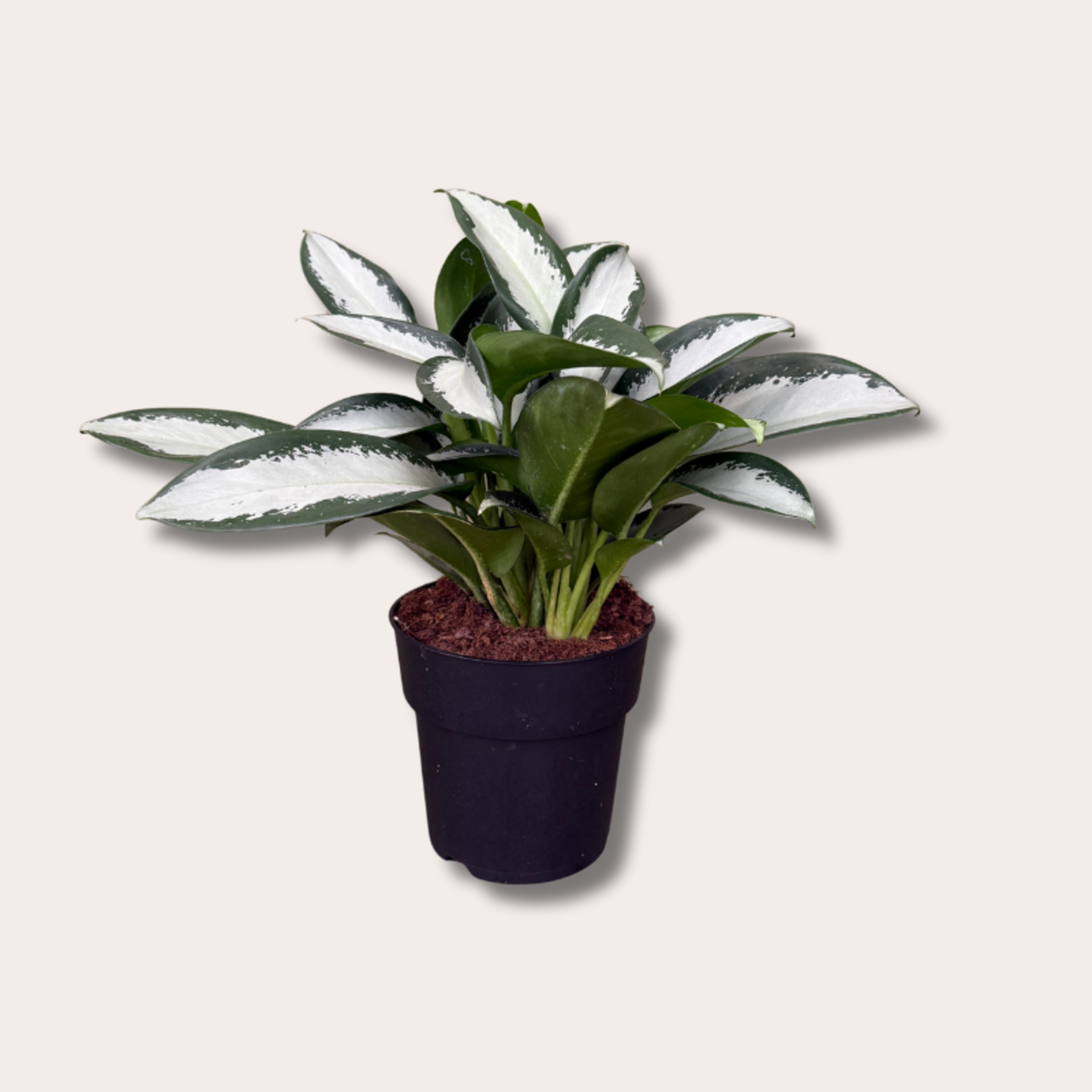 Aglaonema silver blue