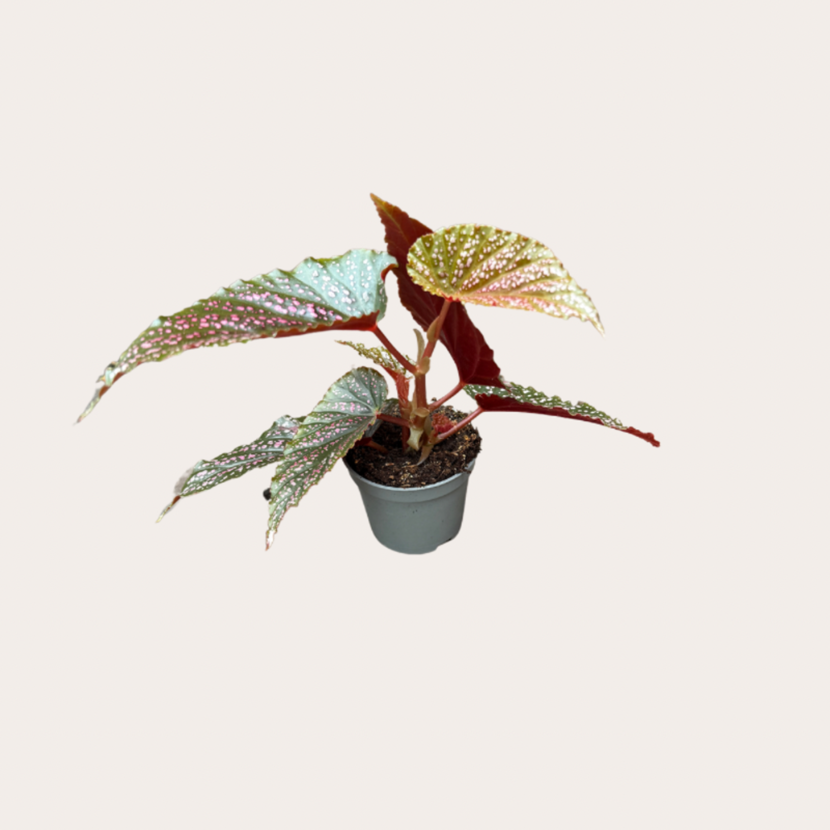 Begonia pink spot