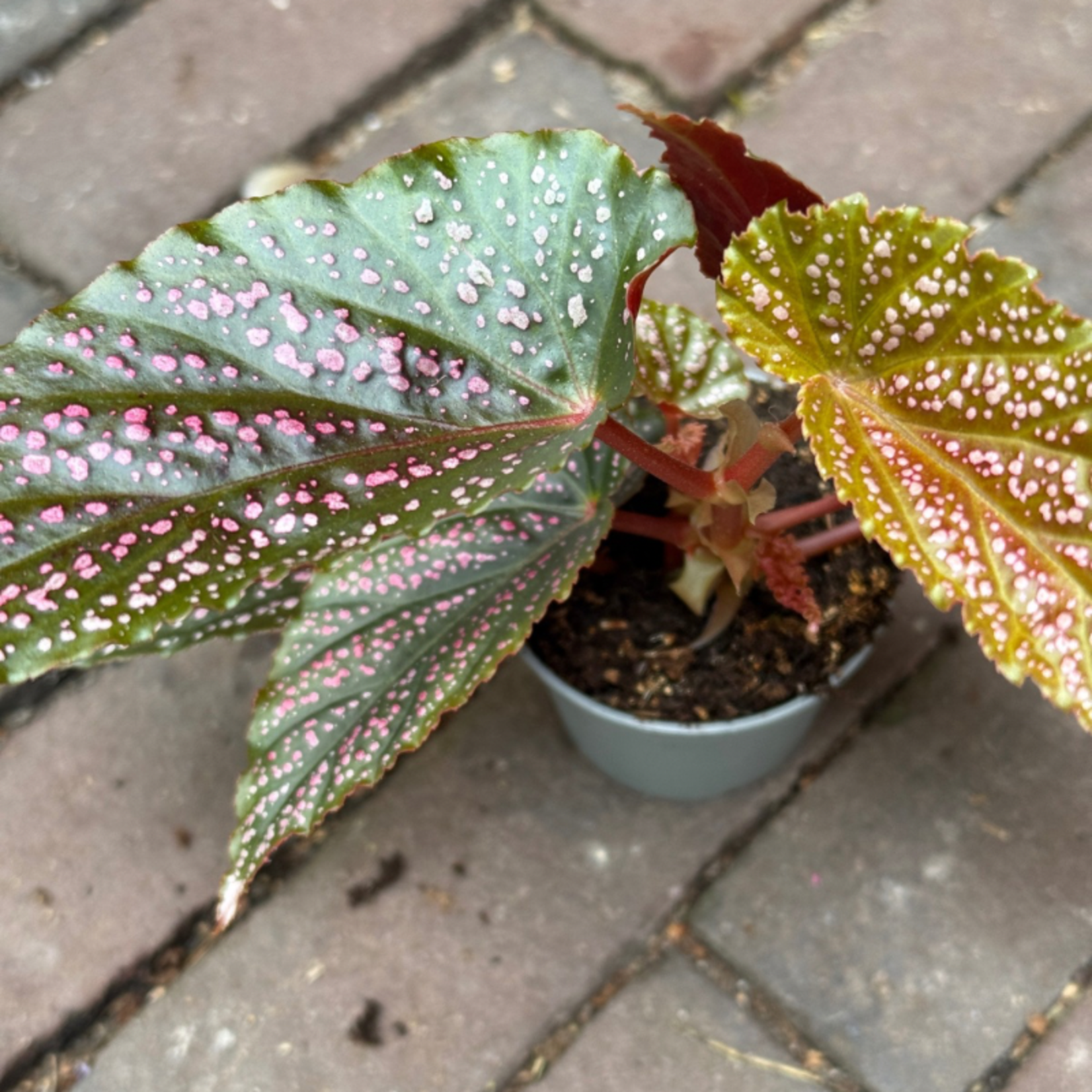 Begonia pink spot