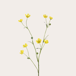 Zijden bloem - Boterbloem - Geel