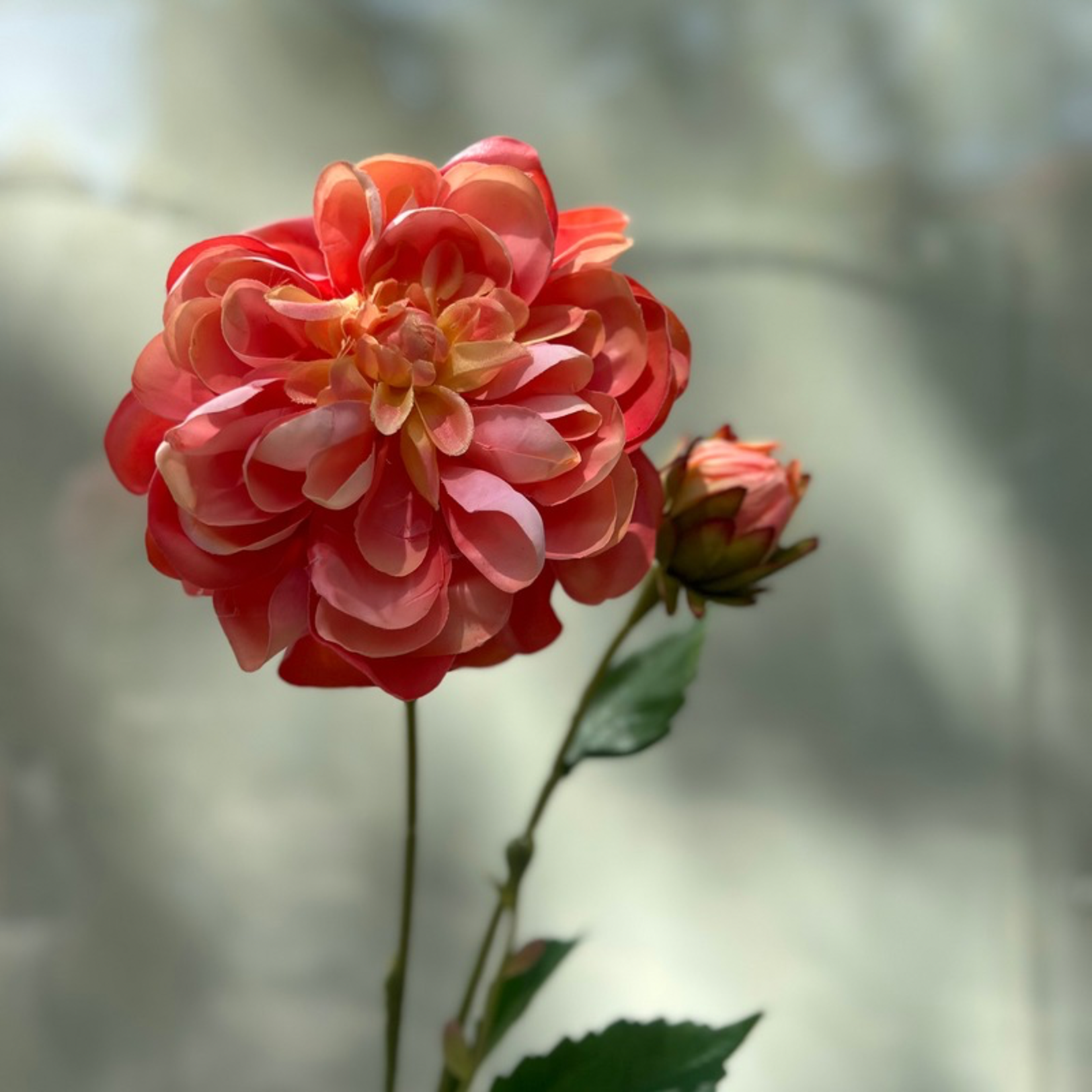 Zijden bloem - Dahlia diva spray - Koraal