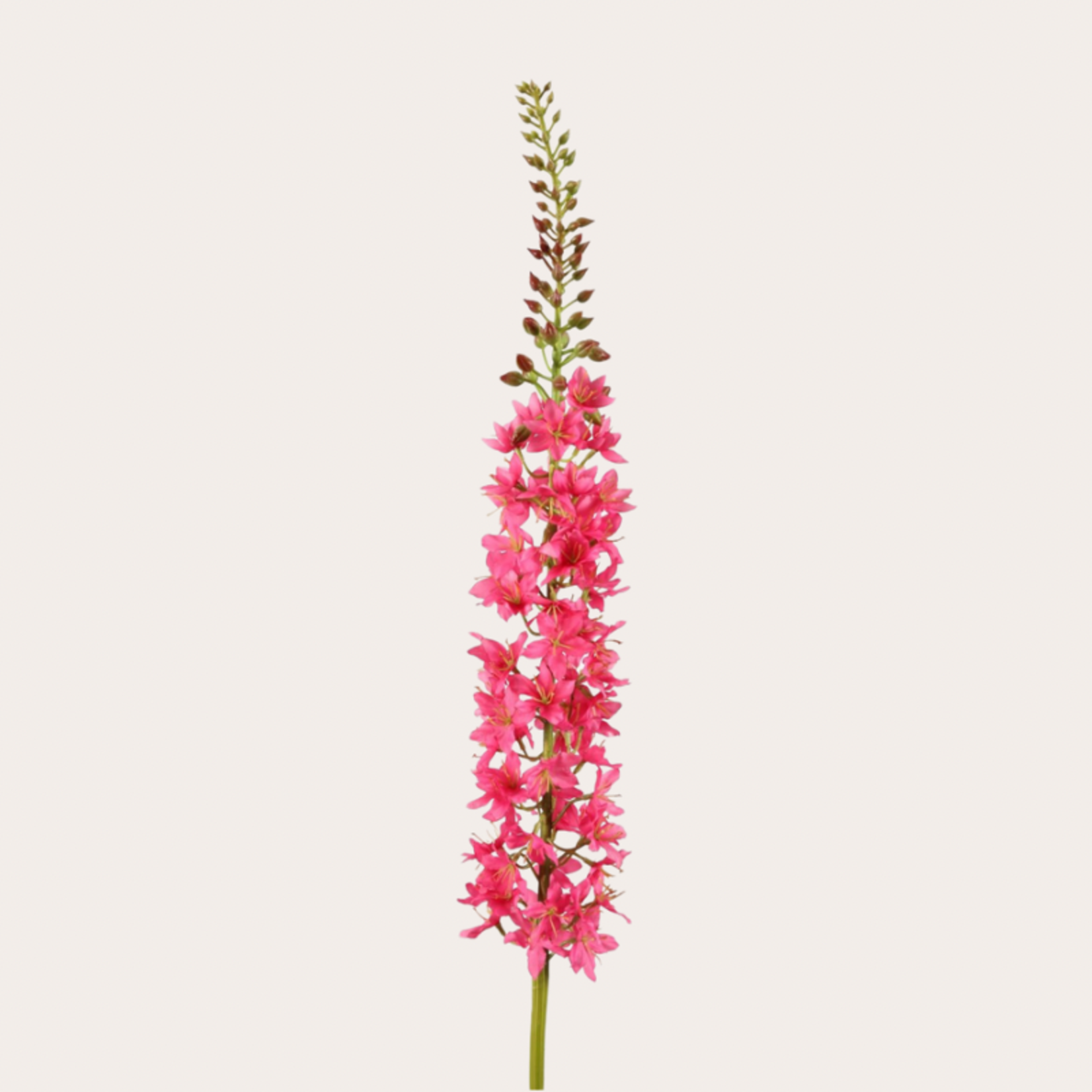Zijden bloem - Eremurus - Fuchsia