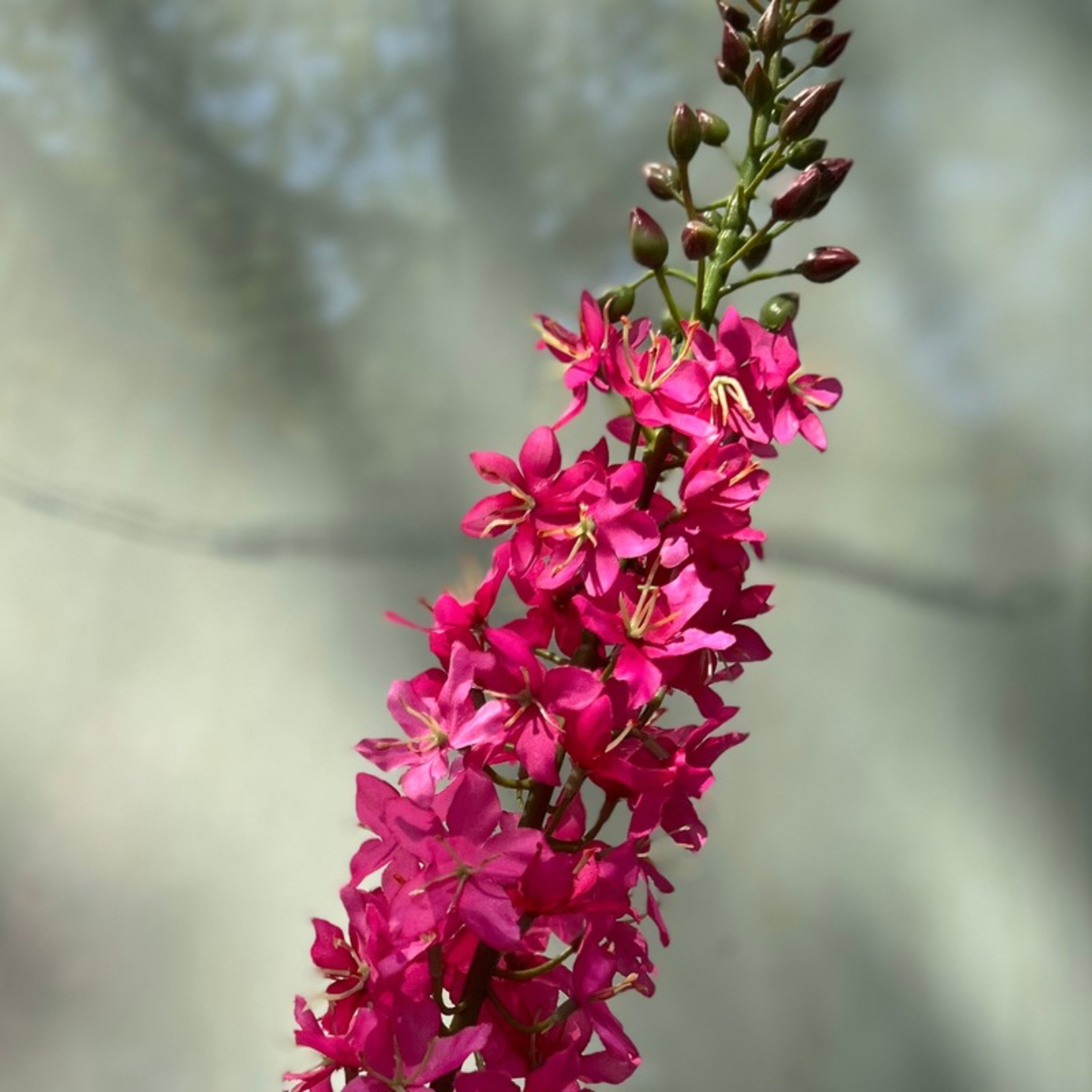 Zijden bloem - Eremurus - Fuchsia