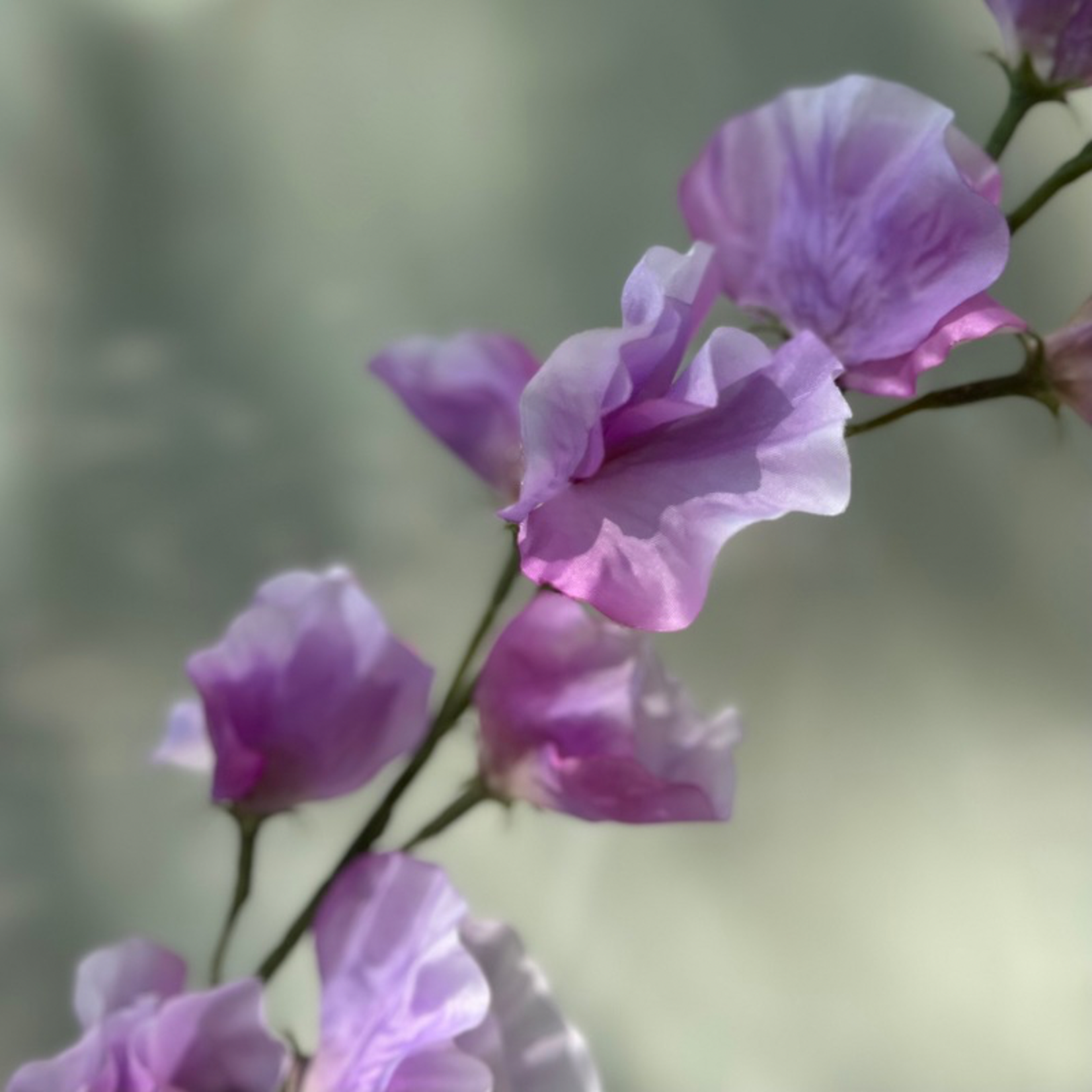 Zijden bloem - Lathyrus - Lila