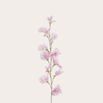 Zijden bloem - Lathyrus - Lila