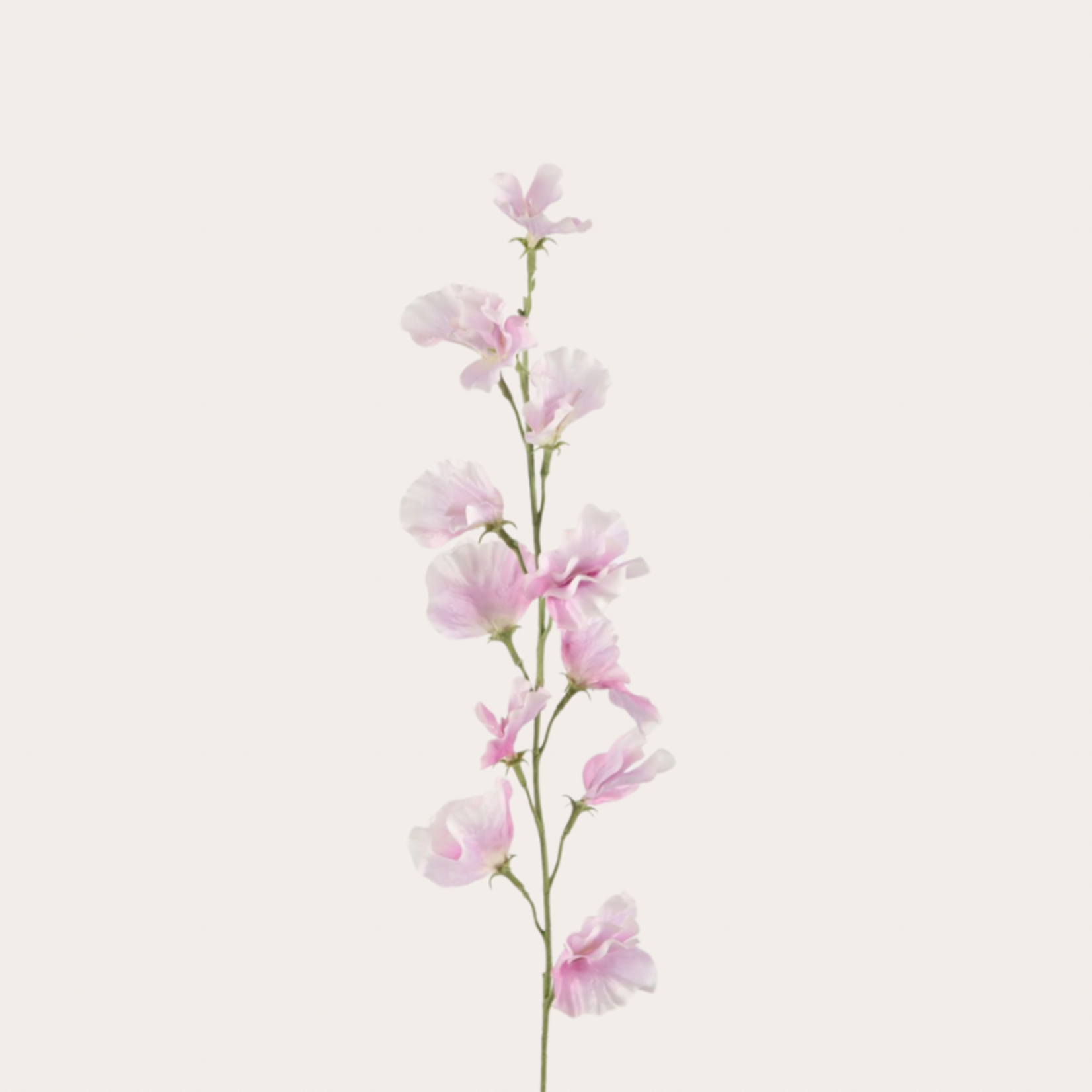 Zijden bloem - Lathyrus - Lila
