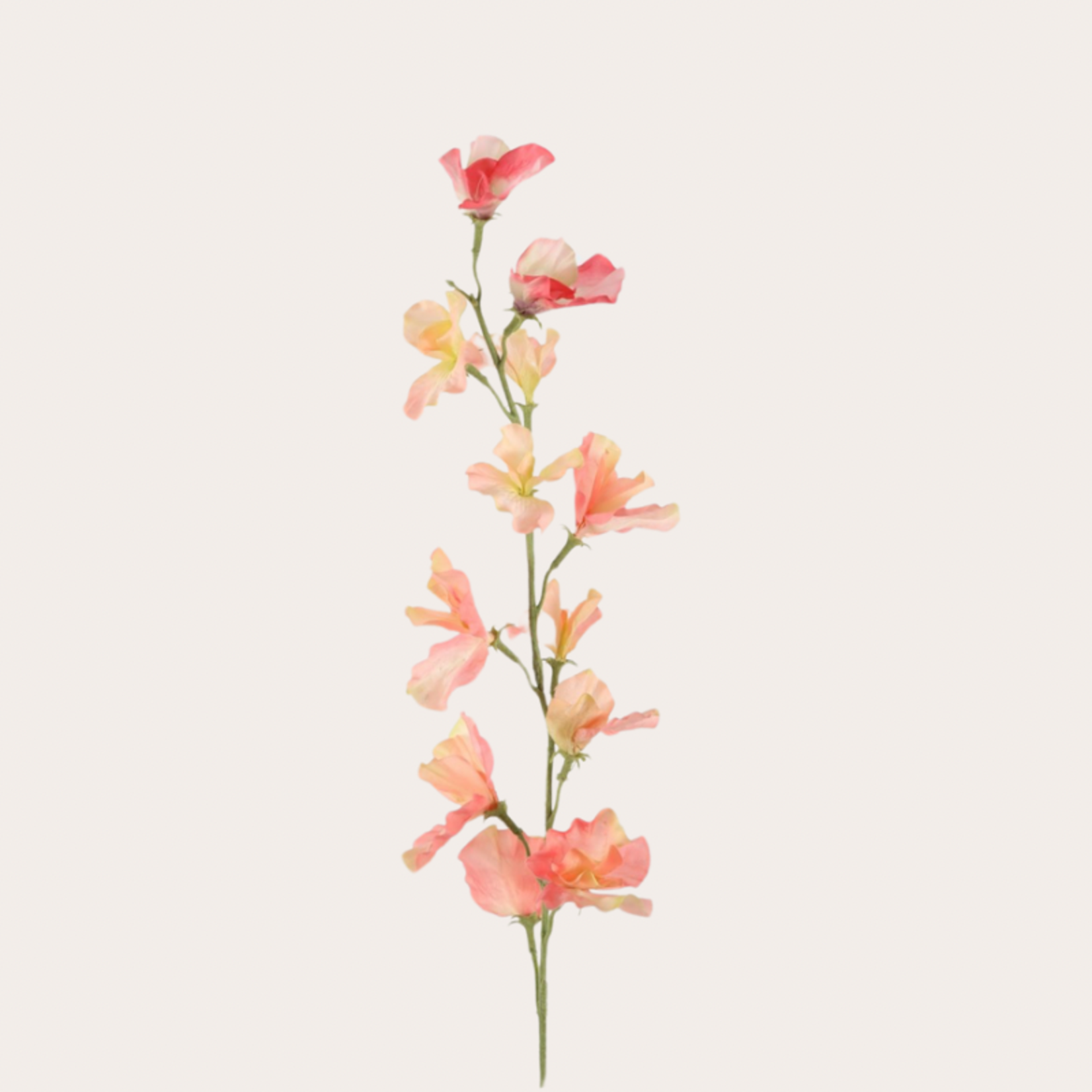 Zijden bloem - Lathyrus - Zalm