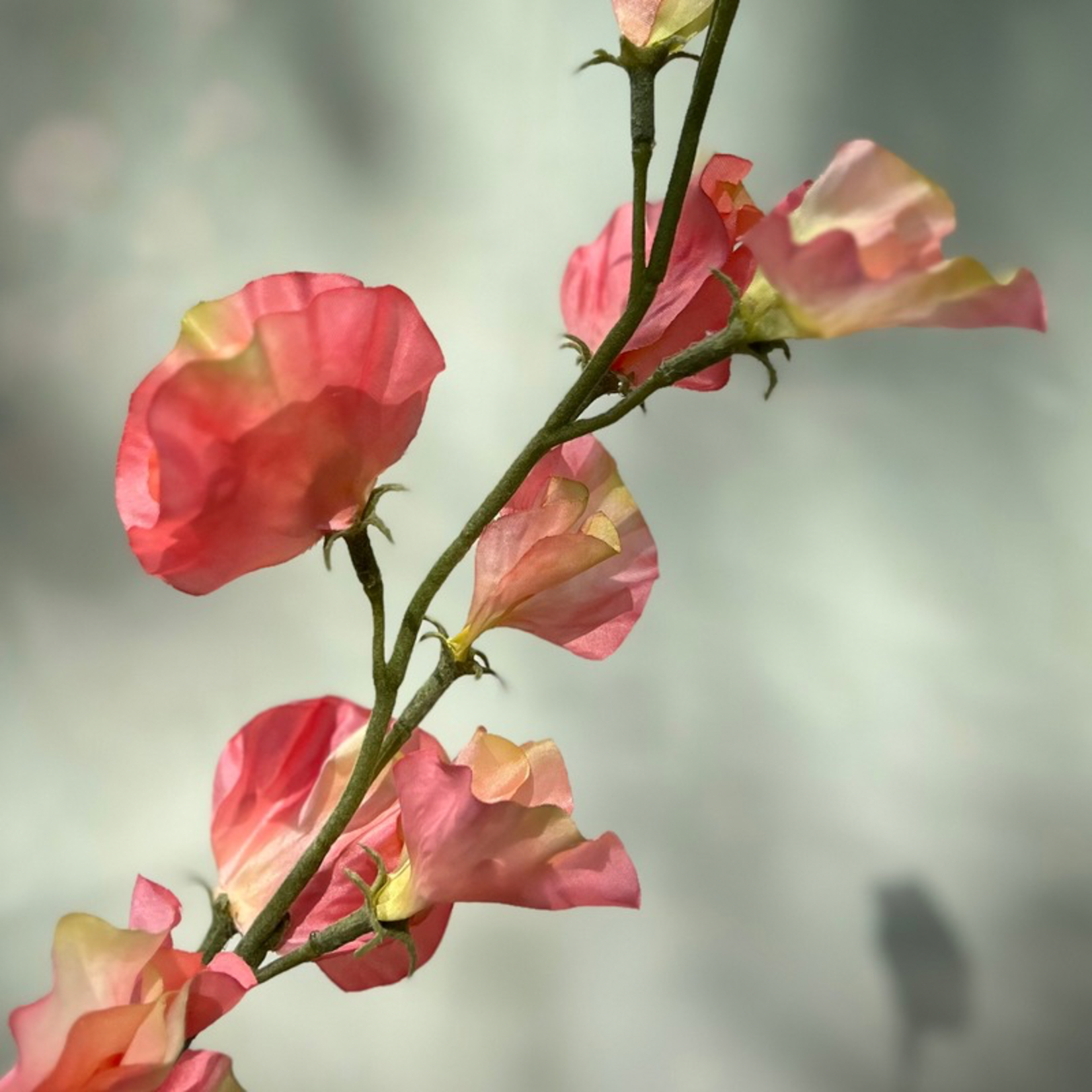 Zijden bloem - Lathyrus - Zalm