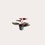 Begonia - Maculata met stippen