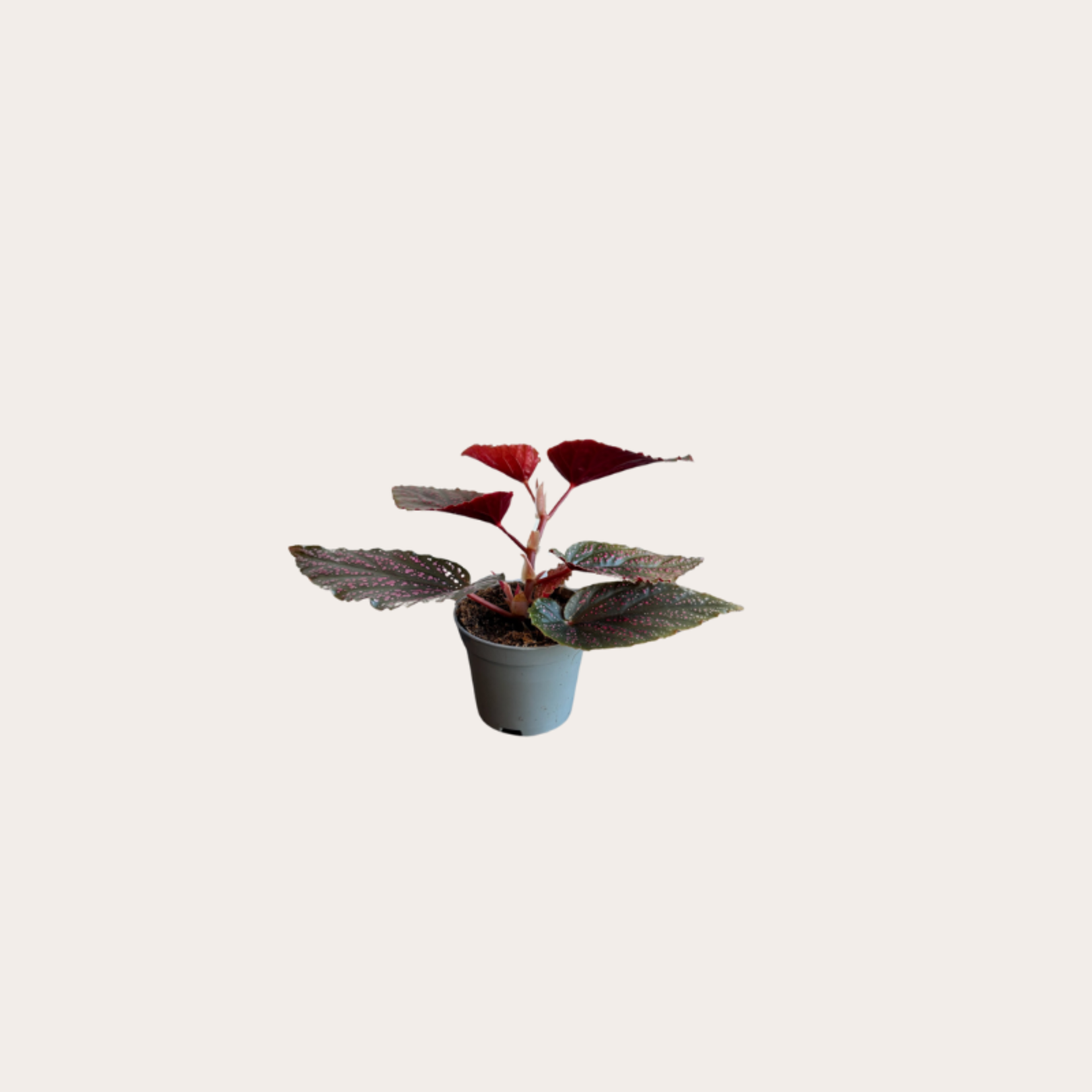 Begonia - Maculata met stippen
