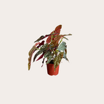 Begonia - Maculata met stippen