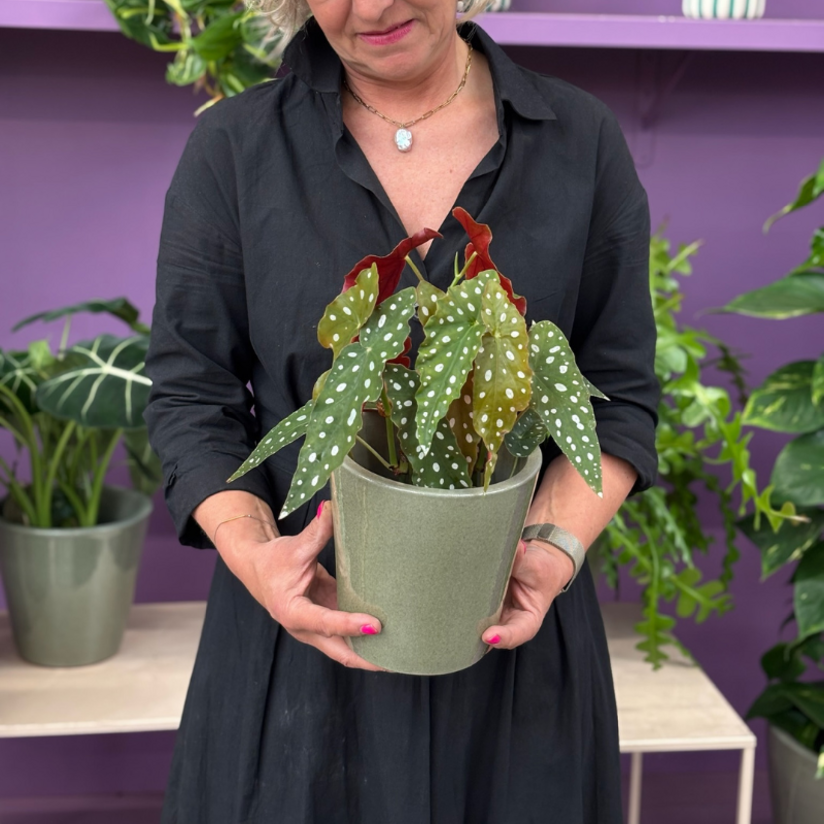 Begonia - Maculata met stippen