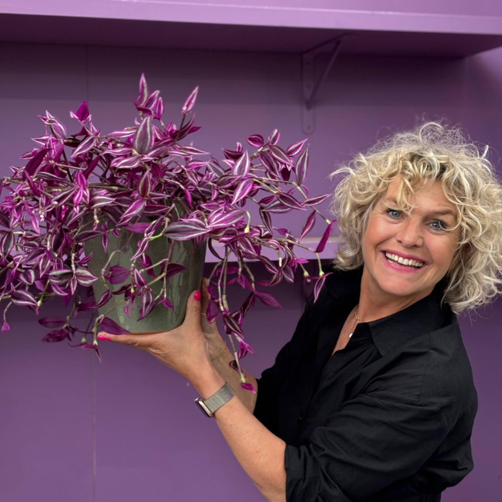 Tradescantia - Zebrina