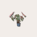 Caladium Bicolor Sweetheart
