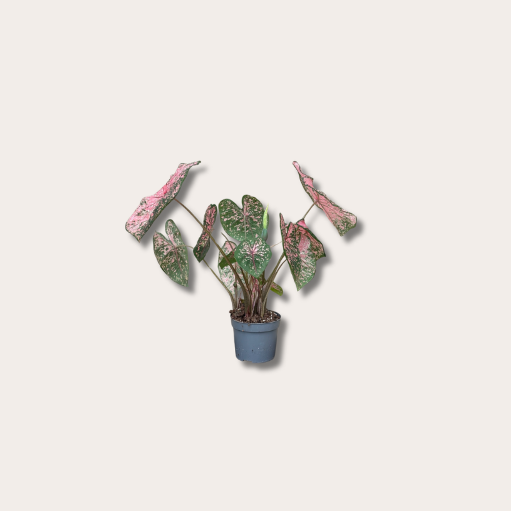 Caladium Bicolor Sweetheart