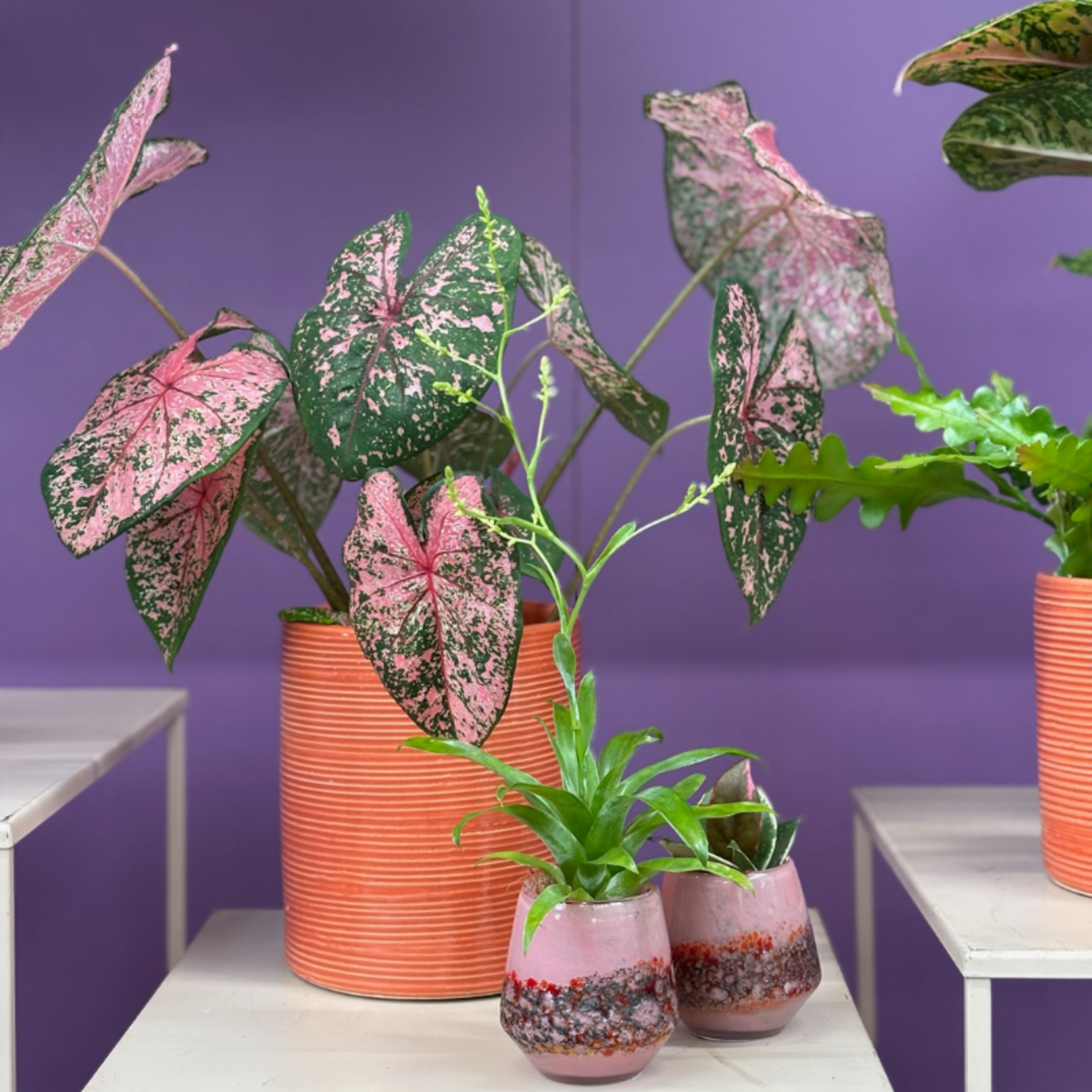 Caladium Bicolor Sweetheart
