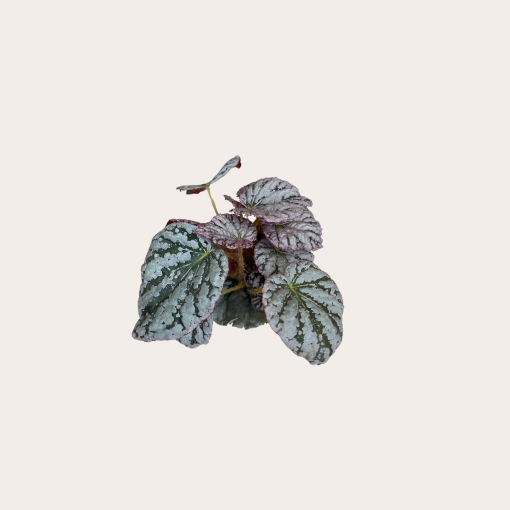 Begonia BD rex
