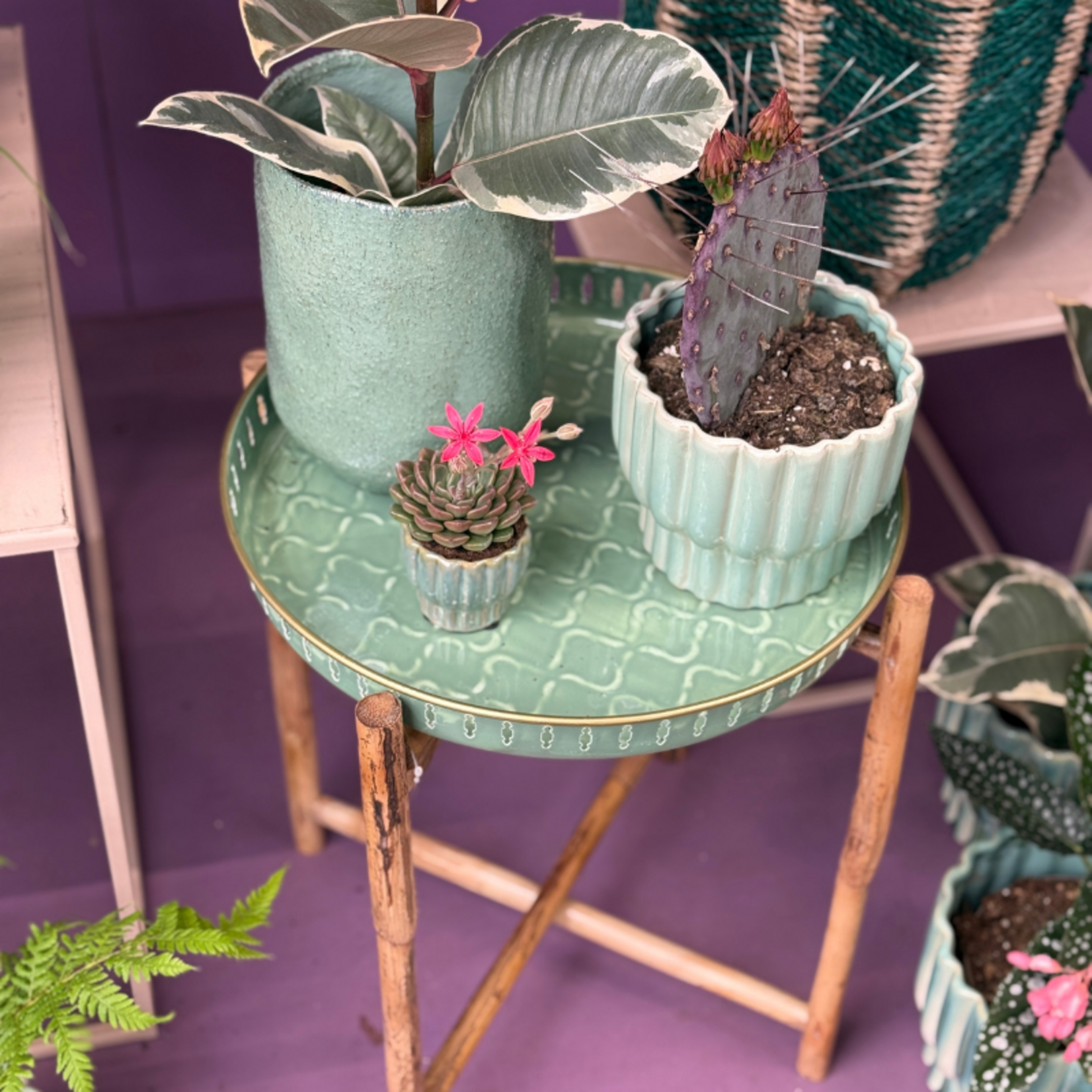 Graptopetalum tacitus - S