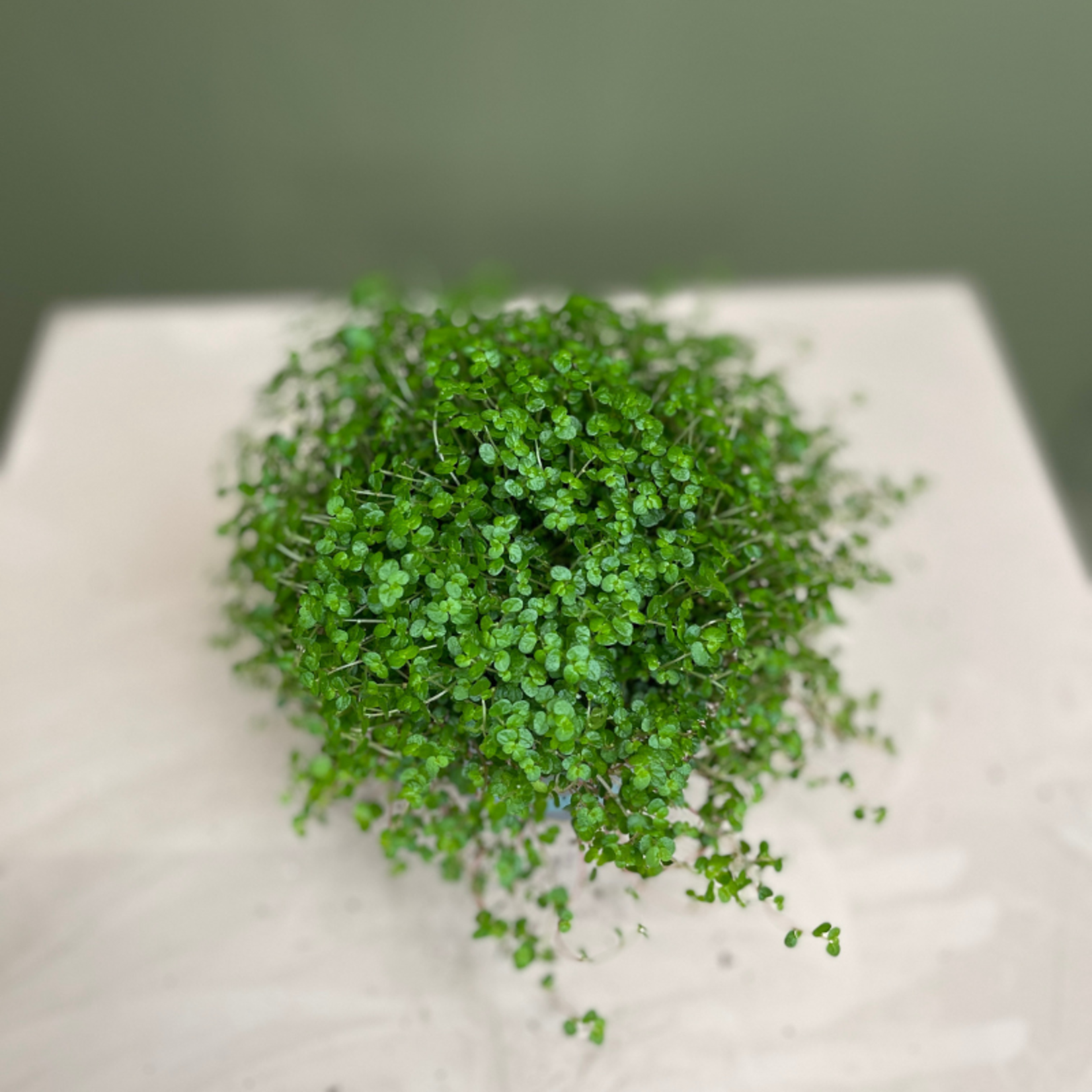 Soleirolia