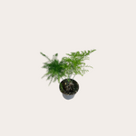 Asparagus mini