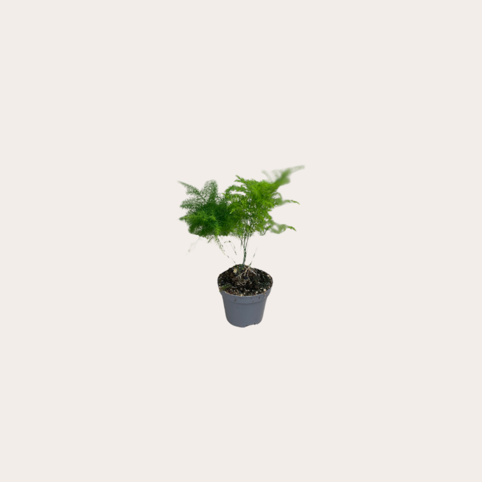 Asparagus mini