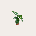 Monstera