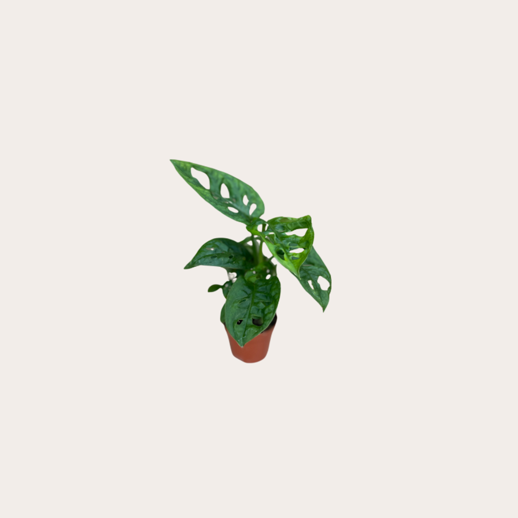 Monstera