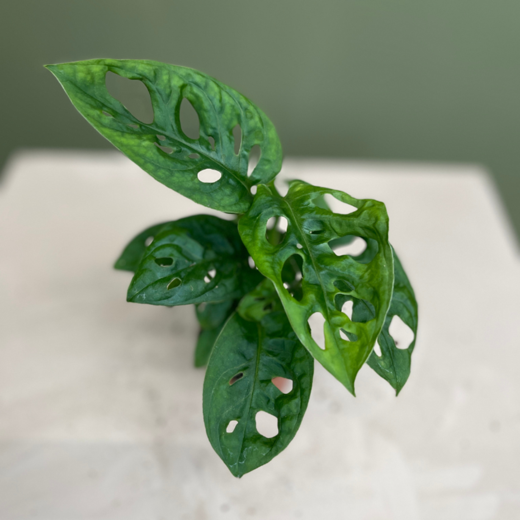 Monstera