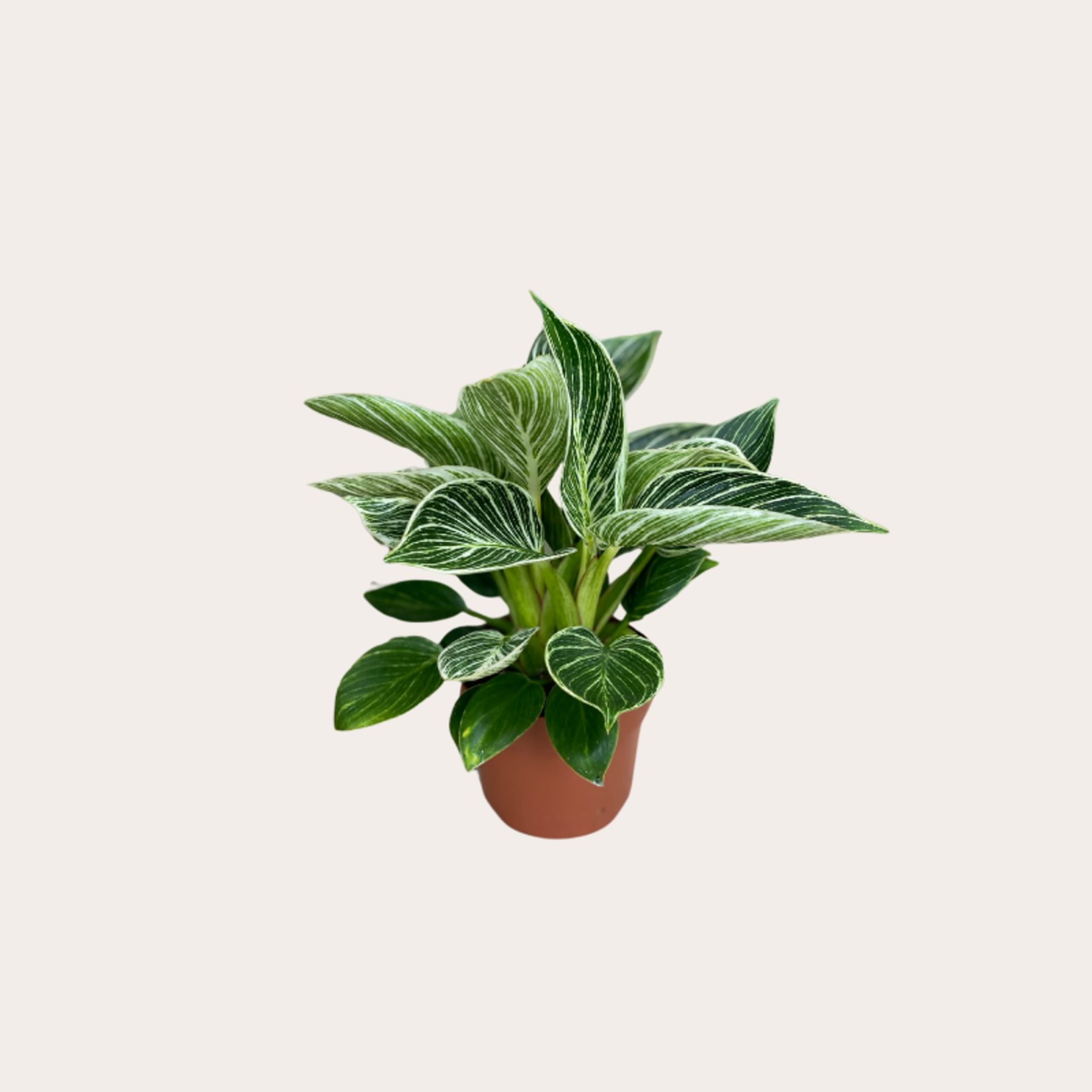 Philodendron White wave