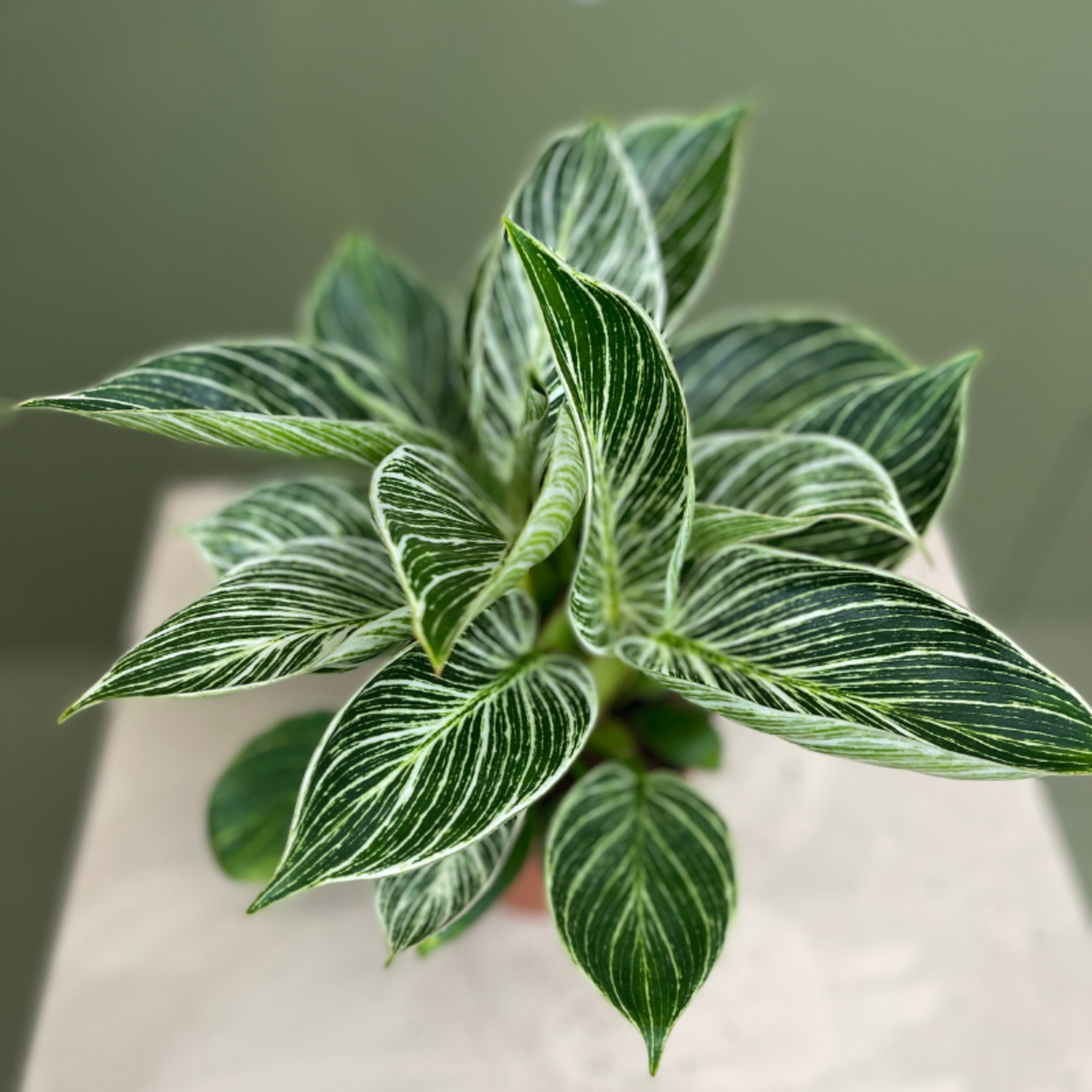 Philodendron White wave
