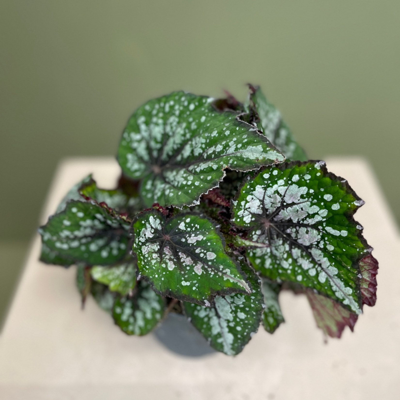 Begonia BD MagicColours Boste