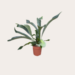 Platycerium