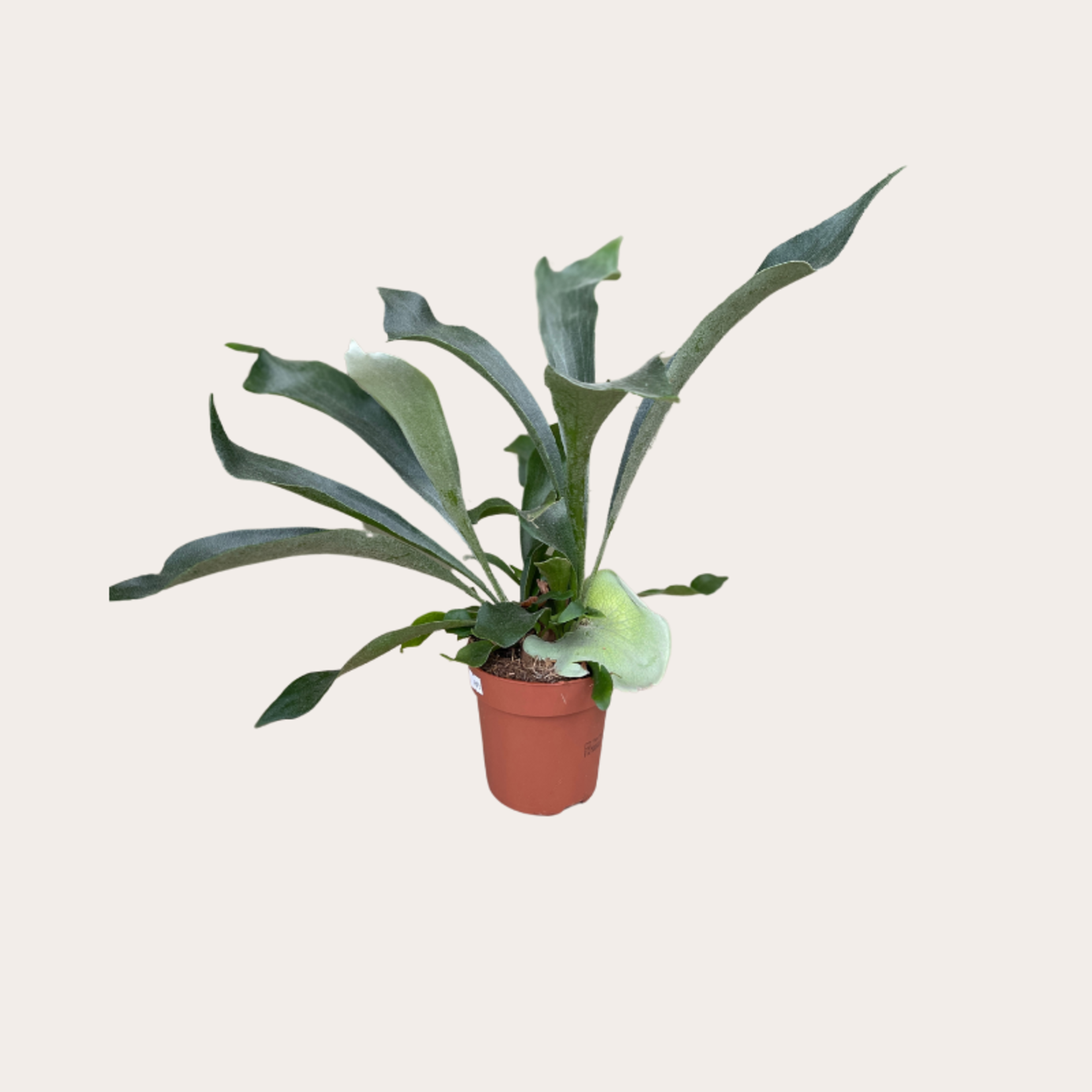 Platycerium
